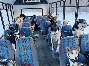 18 Adorable Pet Photos That Brighten Your Day