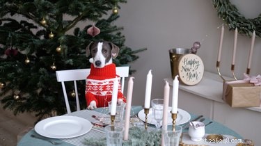 Safe Christmas Treats for Pets: What to Share and What to Keep