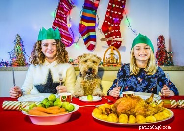 Safe Christmas Treats for Pets: What to Share and What to Keep