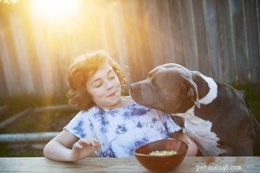 Safe Christmas Treats for Pets: What to Share and What to Keep