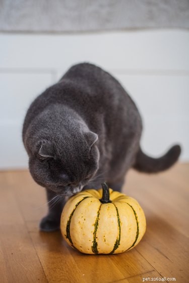 Safe Christmas Treats for Pets: What to Share and What to Keep