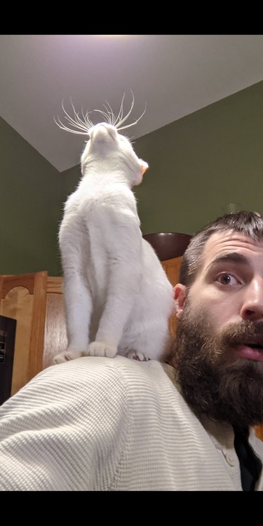 19 Adorable Shoulder‑Pet Photos Trending Online