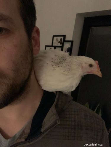 19 Adorable Shoulder‑Pet Photos Trending Online