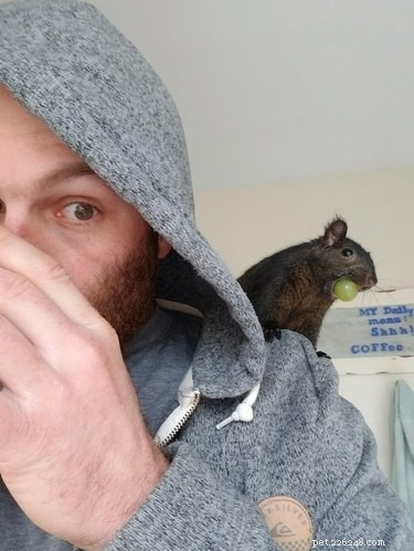 19 Adorable Shoulder‑Pet Photos Trending Online