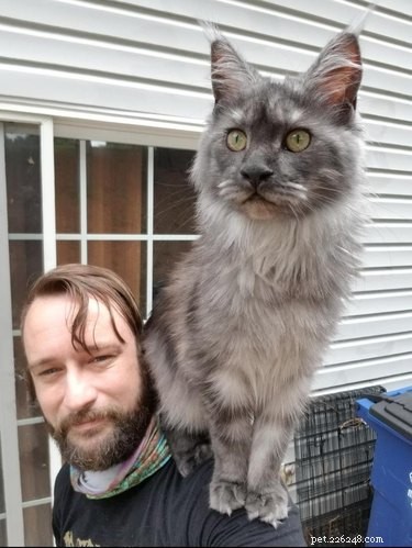 19 Adorable Shoulder‑Pet Photos Trending Online