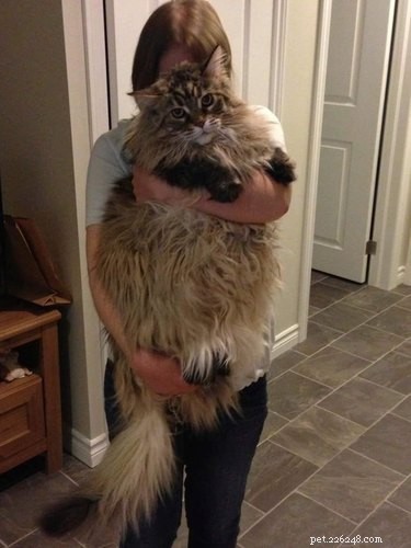 19 Adorable Shoulder‑Pet Photos Trending Online