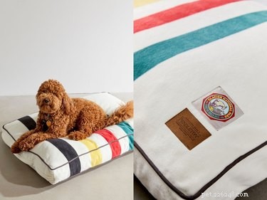 Top 9 Holiday Gift Picks for Dogs & Cats – Premium Essentials & Treats