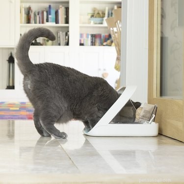Top 9 Holiday Gift Picks for Dogs & Cats – Premium Essentials & Treats