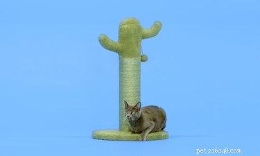 Top 9 Holiday Gift Picks for Dogs & Cats – Premium Essentials & Treats