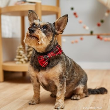 Top 9 Holiday Gift Picks for Dogs & Cats – Premium Essentials & Treats