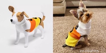 8 Winning Pet Costumes for an Unforgettable Halloween