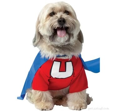 8 Winning Pet Costumes for an Unforgettable Halloween