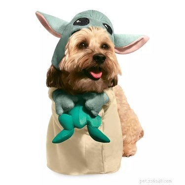 8 Winning Pet Costumes for an Unforgettable Halloween