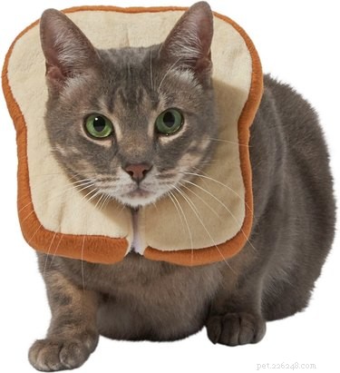 8 Winning Pet Costumes for an Unforgettable Halloween