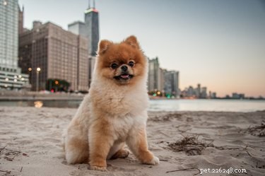 2020’s Best and Worst Cities for Pet Owners