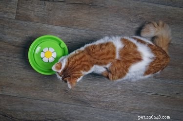 Are Pet Water Fountains Safe? A Comprehensive Guide for Pet Owners