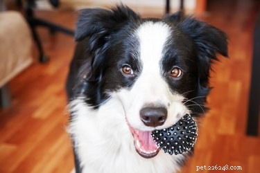 When and How to Clean Your Pet’s Toys for Optimal Health