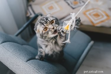 When and How to Clean Your Pet’s Toys for Optimal Health