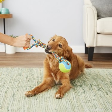 Top 7 Durable Rope & Tug Toys for Heavy‑Chewing Dogs