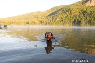 Top 7 Durable Rope & Tug Toys for Heavy‑Chewing Dogs