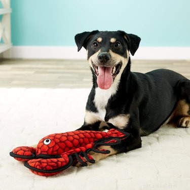 Top 7 Durable Rope & Tug Toys for Heavy‑Chewing Dogs