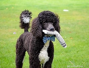 Top 7 Durable Rope & Tug Toys for Heavy‑Chewing Dogs