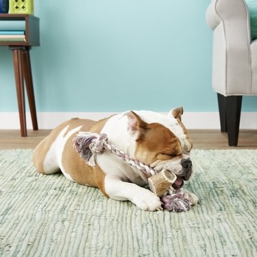 Top 7 Durable Rope & Tug Toys for Heavy‑Chewing Dogs