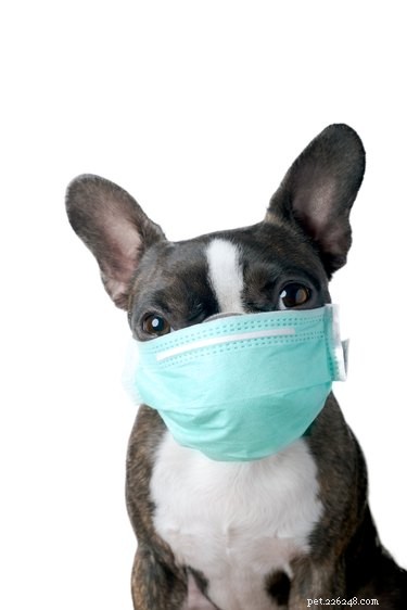 Pets and COVID‑19: What You Need to Know About Transmission, Symptoms, and Care