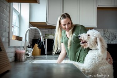 Pets and COVID‑19: What You Need to Know About Transmission, Symptoms, and Care