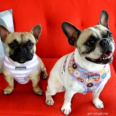 6 Thoughtful Gifts That Give Back to Pets and Their Caretakers