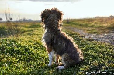 How to Handle Your Pet’s Belongings After They Pass Away