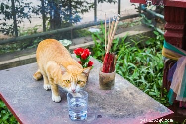 How to Handle Your Pet’s Belongings After They Pass Away