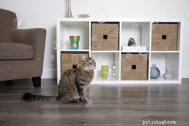7 Must‑Have Pet Products You Never Knew Existed