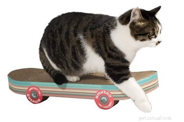 7 Must‑Have Pet Products You Never Knew Existed