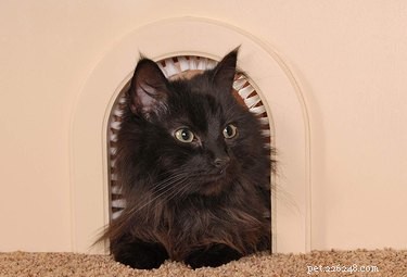 7 Must‑Have Pet Products You Never Knew Existed