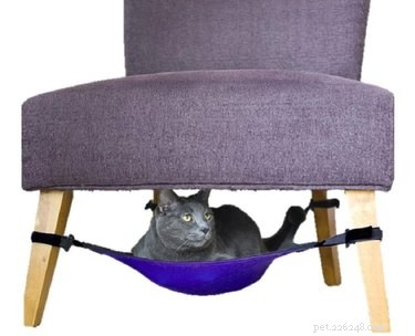 7 Must‑Have Pet Products You Never Knew Existed
