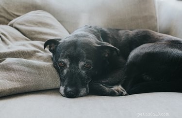 What to Expect When Your Pet Undergoes Euthanasia: A Compassionate Guide