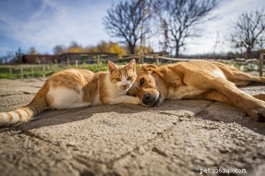 How to Handle a Deceased Pet: A Compassionate Guide for Pet Owners
