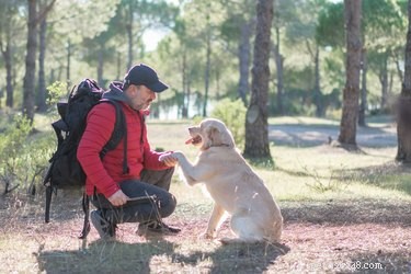 How to Handle a Deceased Pet: A Compassionate Guide for Pet Owners
