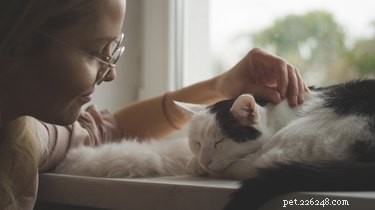 How to Handle a Deceased Pet: A Compassionate Guide for Pet Owners