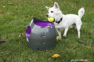 Top 7 Interactive Pet Toys to Keep Your Furry Friends Engaged and Happy