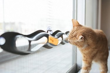 Top 7 Interactive Pet Toys to Keep Your Furry Friends Engaged and Happy