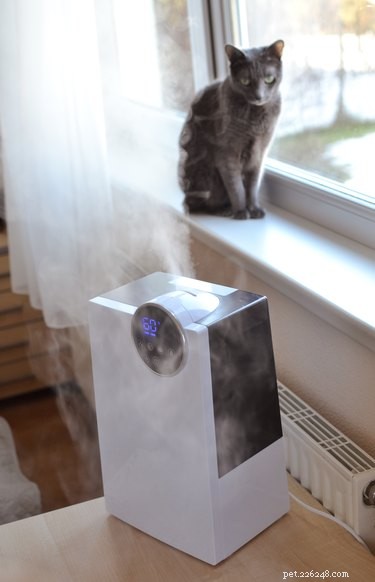 Do Humidifiers Benefit Pets? A Guide to Healthier Indoor Air
