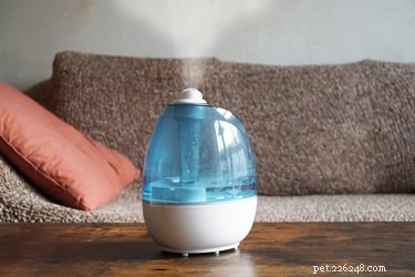 Do Humidifiers Benefit Pets? A Guide to Healthier Indoor Air