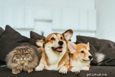 Do Humidifiers Benefit Pets? A Guide to Healthier Indoor Air