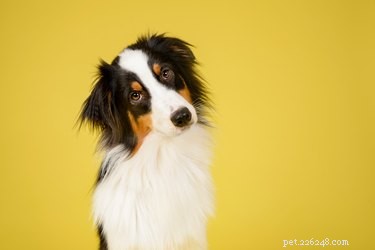 Vaping Near Pets: Safety Risks and What to Know