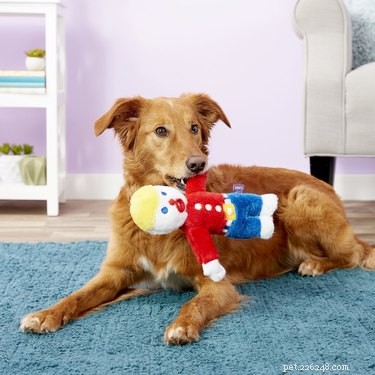 7 Essential Deals on Premium Pet Products You Can t Miss