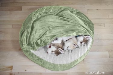 7 Essential Deals on Premium Pet Products You Can t Miss