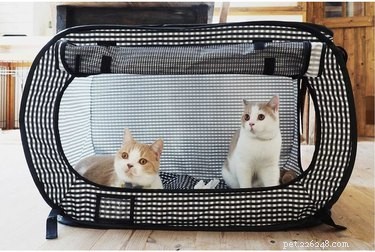 7 Essential Deals on Premium Pet Products You Can t Miss