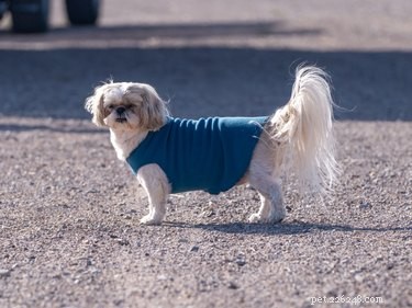 Expert Winter Care Tips for Arthritic Pets